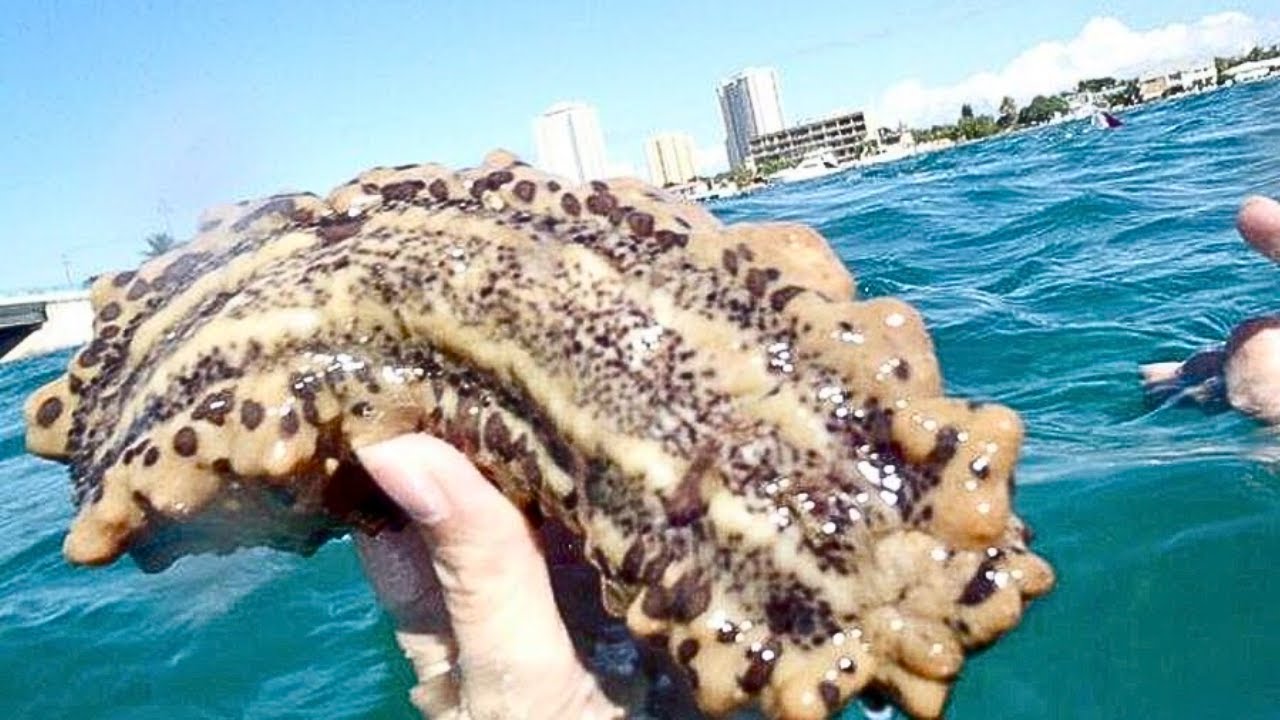 Man Gets Sick After Touching Sea Creature